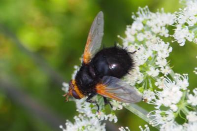 Tachina grossa