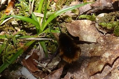 Bombylius major
