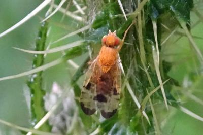 Xyphosia miliaria