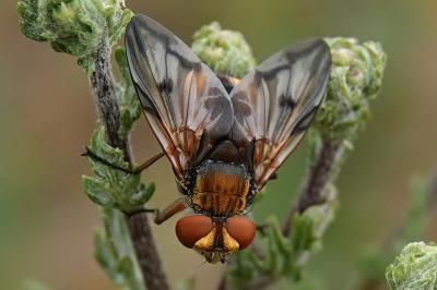 Ectophasia crassipennis
