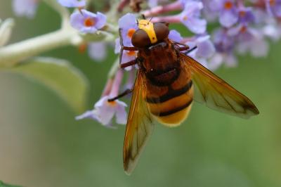 Volucella zonaria