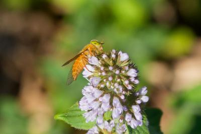 Atylotus fulvus