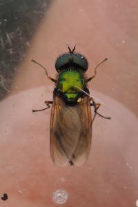 Chloromyia formosa