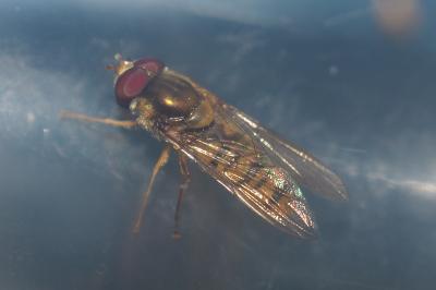 Episyrphus balteatus