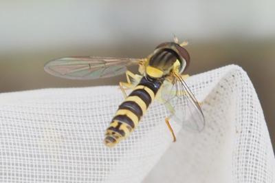 Sphaerophoria