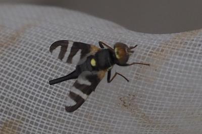 Urophora