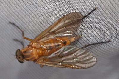 Rhagio tringarius