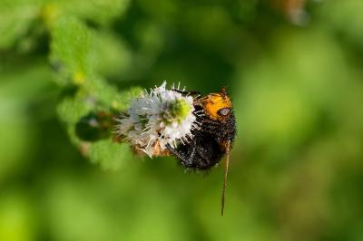 Tachina grossa