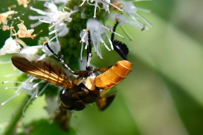 Trichopoda pictipennis
