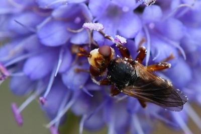 Myopa fasciata