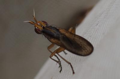 Limnia unguicornis