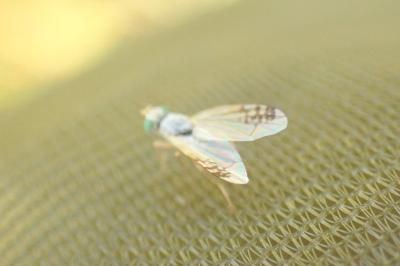 Acanthiophilus helianthi