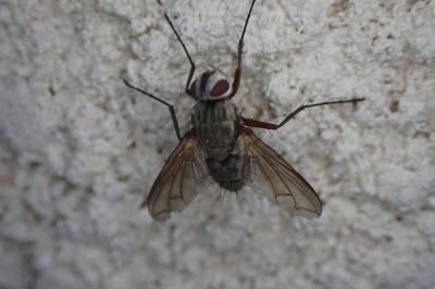 Dexia rustica
