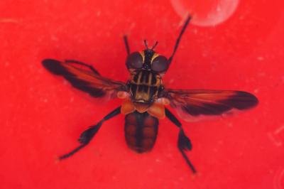 Trichopoda pictipennis