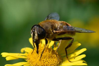 Eristalis tenax