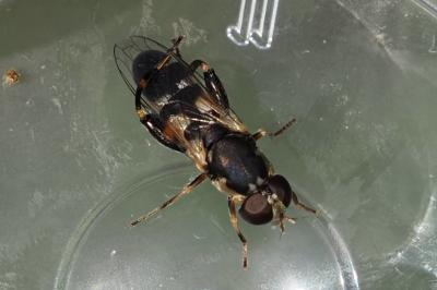 Syritta pipiens