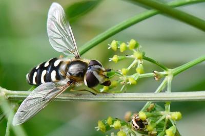 Scaeva pyrastri