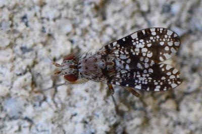 Trypetoptera punctulata