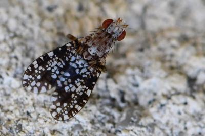 Trypetoptera punctulata