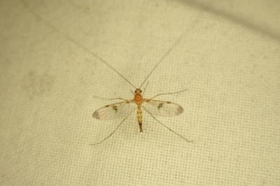 Macrocera phalerata