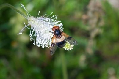 Volucella pellucens