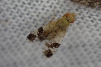 Tephritis bardanae