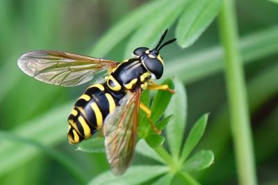 Chrysotoxum elegans