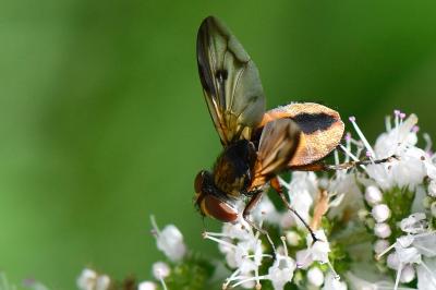 Ectophasia crassipennis