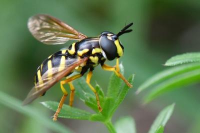 Chrysotoxum elegans