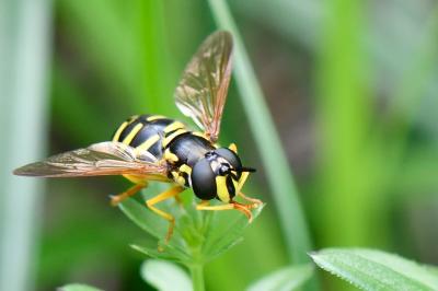 Chrysotoxum elegans