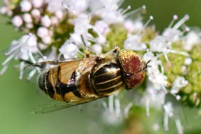Eristalinus megacephalus