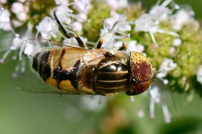 Eristalinus megacephalus