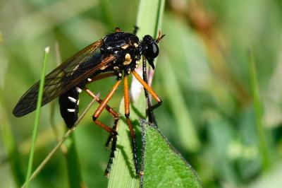Molobratia teutonus