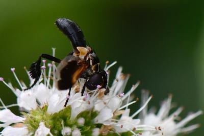 Trichopoda pictipennis