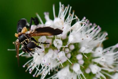 Trichopoda pictipennis