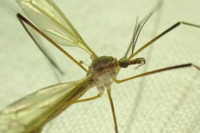 Tipula paludosa