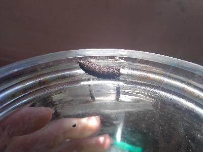 Hermetia illucens