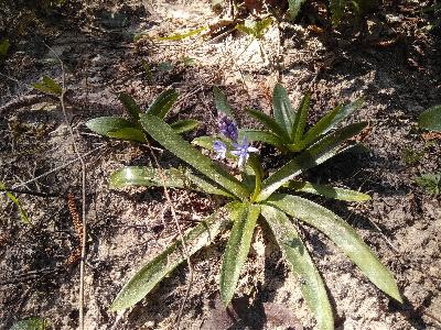 Tractema lilio-hyacinthus