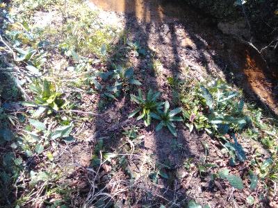 Tractema lilio-hyacinthus