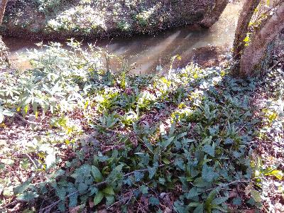 Tractema lilio-hyacinthus