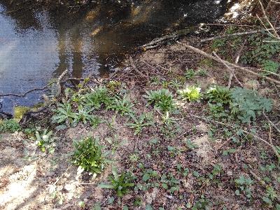 Tractema lilio-hyacinthus