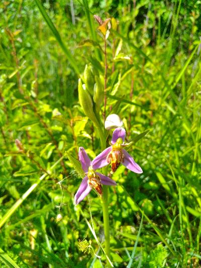 Ophrys apifera