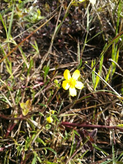 Ranunculus flammula