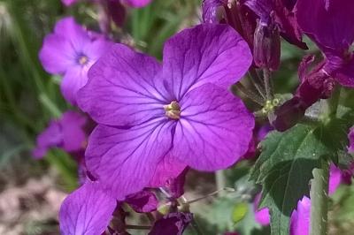 Lunaria annua