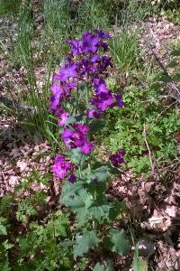 Lunaria annua