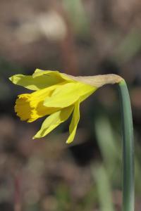 Narcissus pseudonarcissus
