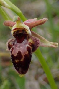 Ophrys x nouletii