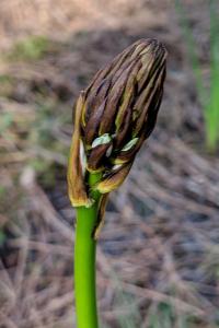 Asphodelus albus