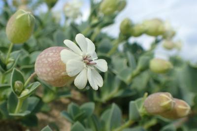 Silene vulgaris subsp. thorei