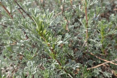 Artemisia campestris subsp. maritima